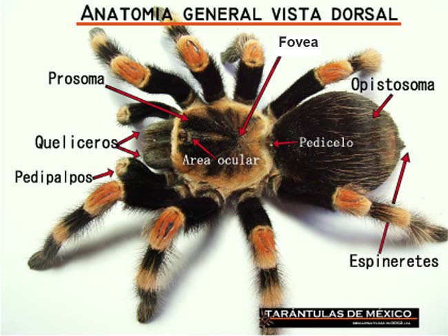 Proyecto de Redes TARANTULAS